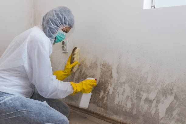 Mold Documentation for Insurance Claims in Roanoke, IN