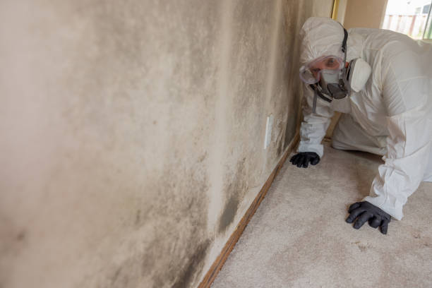 Best Emergency Mold Remediation  in Roanoke, IN